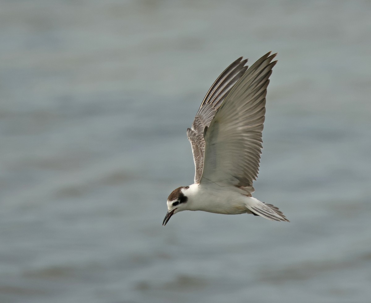 White-winged Tern - ML646443722