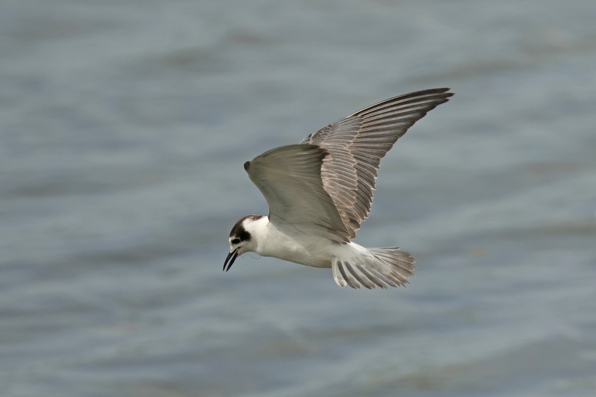 White-winged Tern - ML646443723