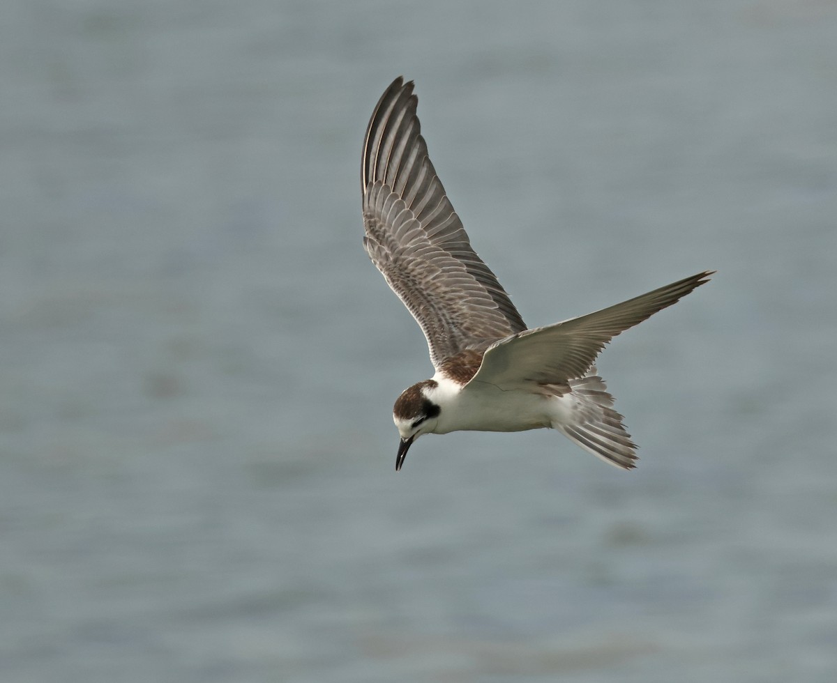 White-winged Tern - ML646443724