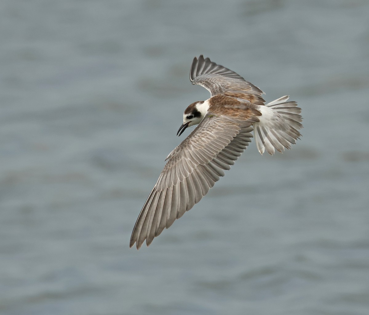 White-winged Tern - ML646443725