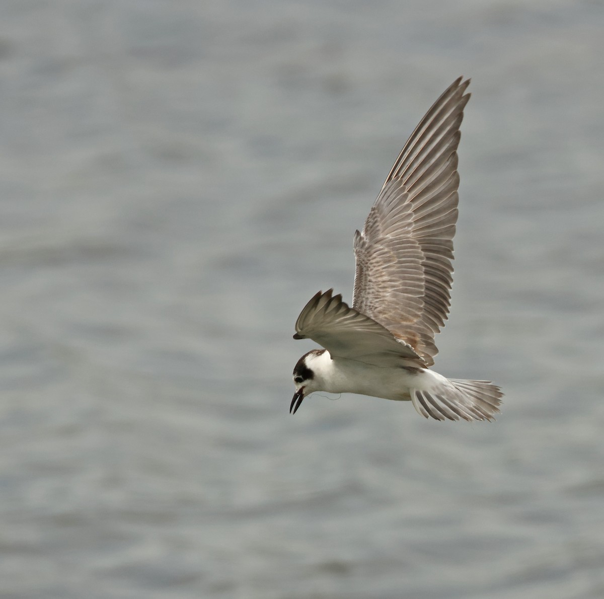White-winged Tern - ML646443726
