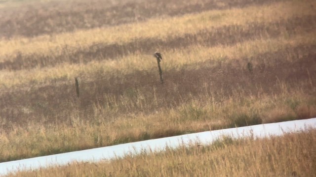 Merlin - ML646443727