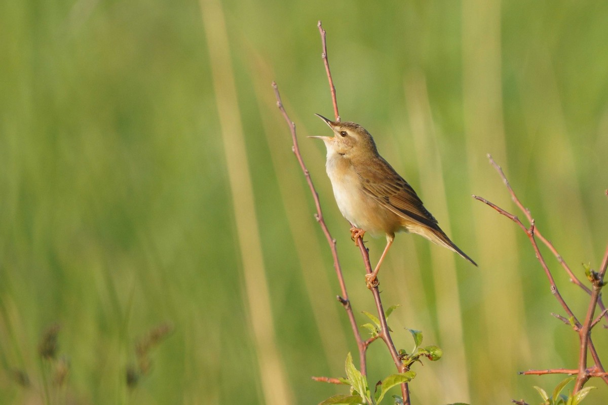 Middendorff's Grasshopper Warbler - ML646443730