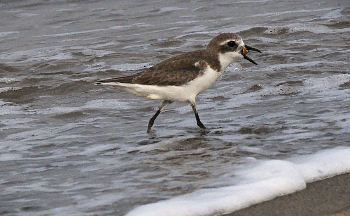 Tibetan Sand-Plover - ML646443731