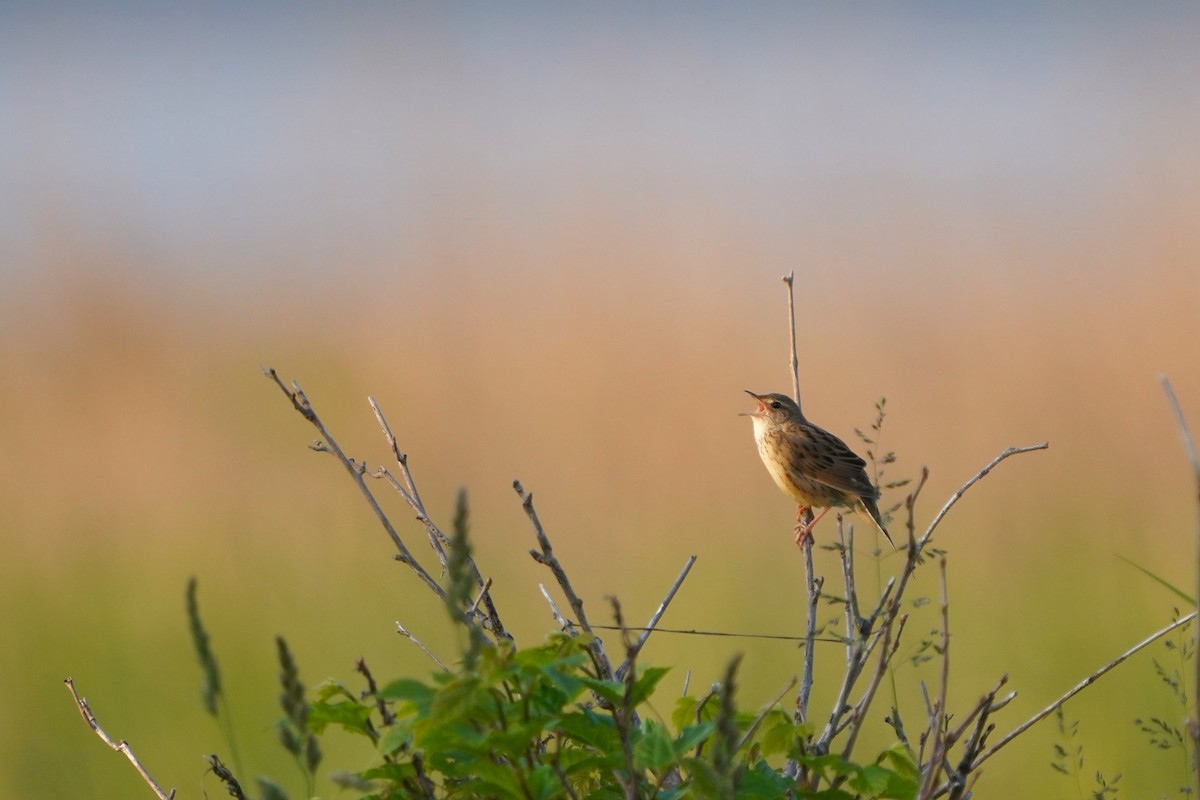 Lanceolated Warbler - ML646443732