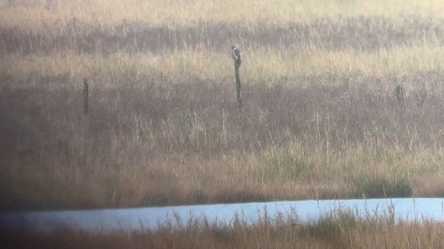 Merlin - ML646443733