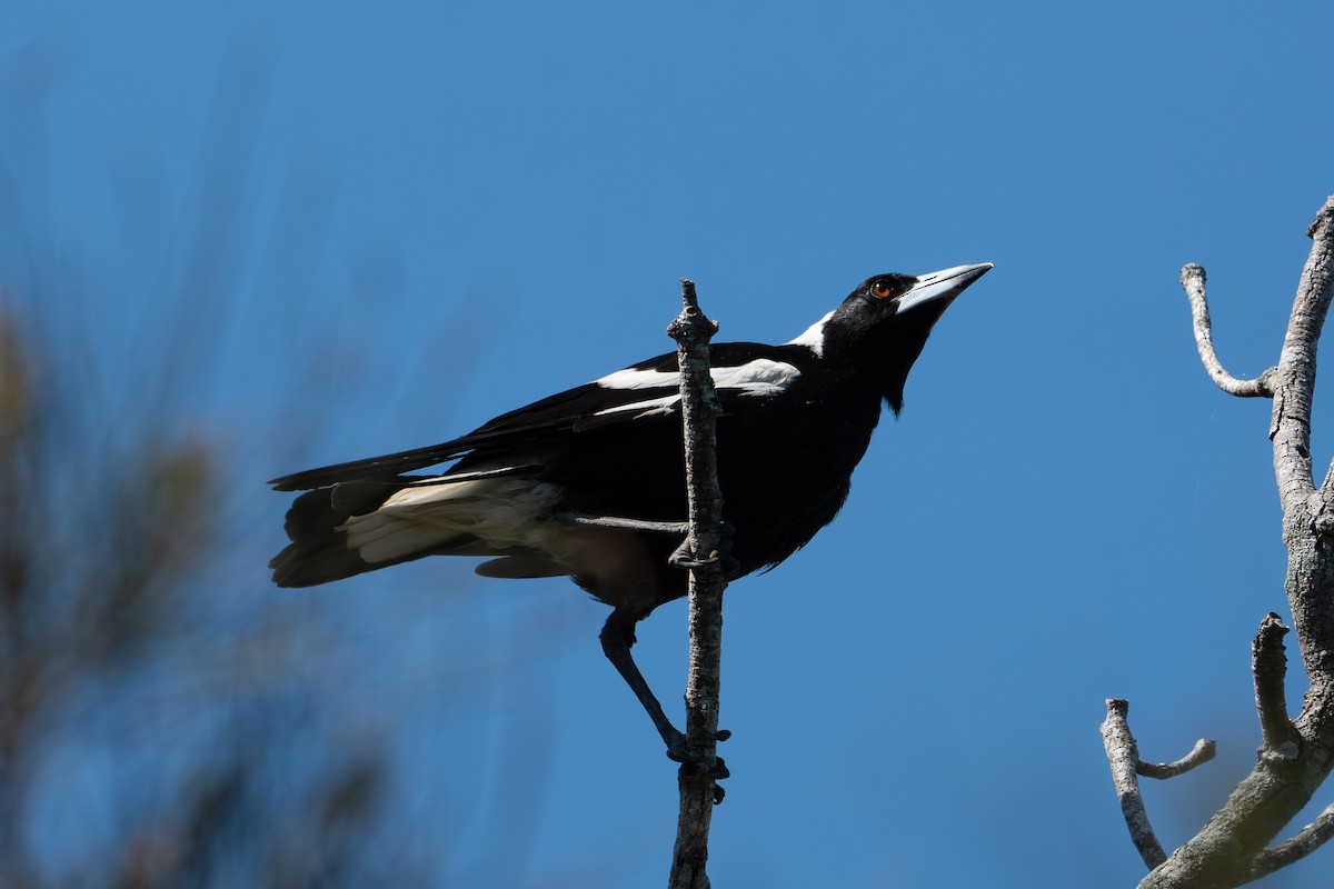 Australian Magpie - ML646443734