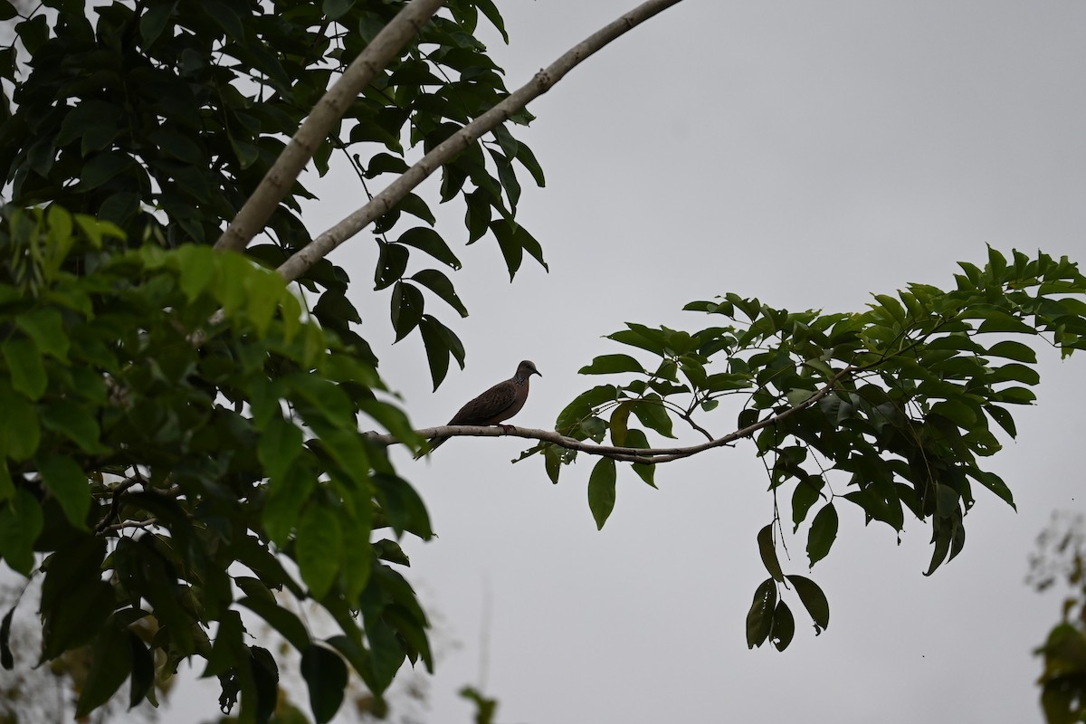 Spotted Dove - ML646443735