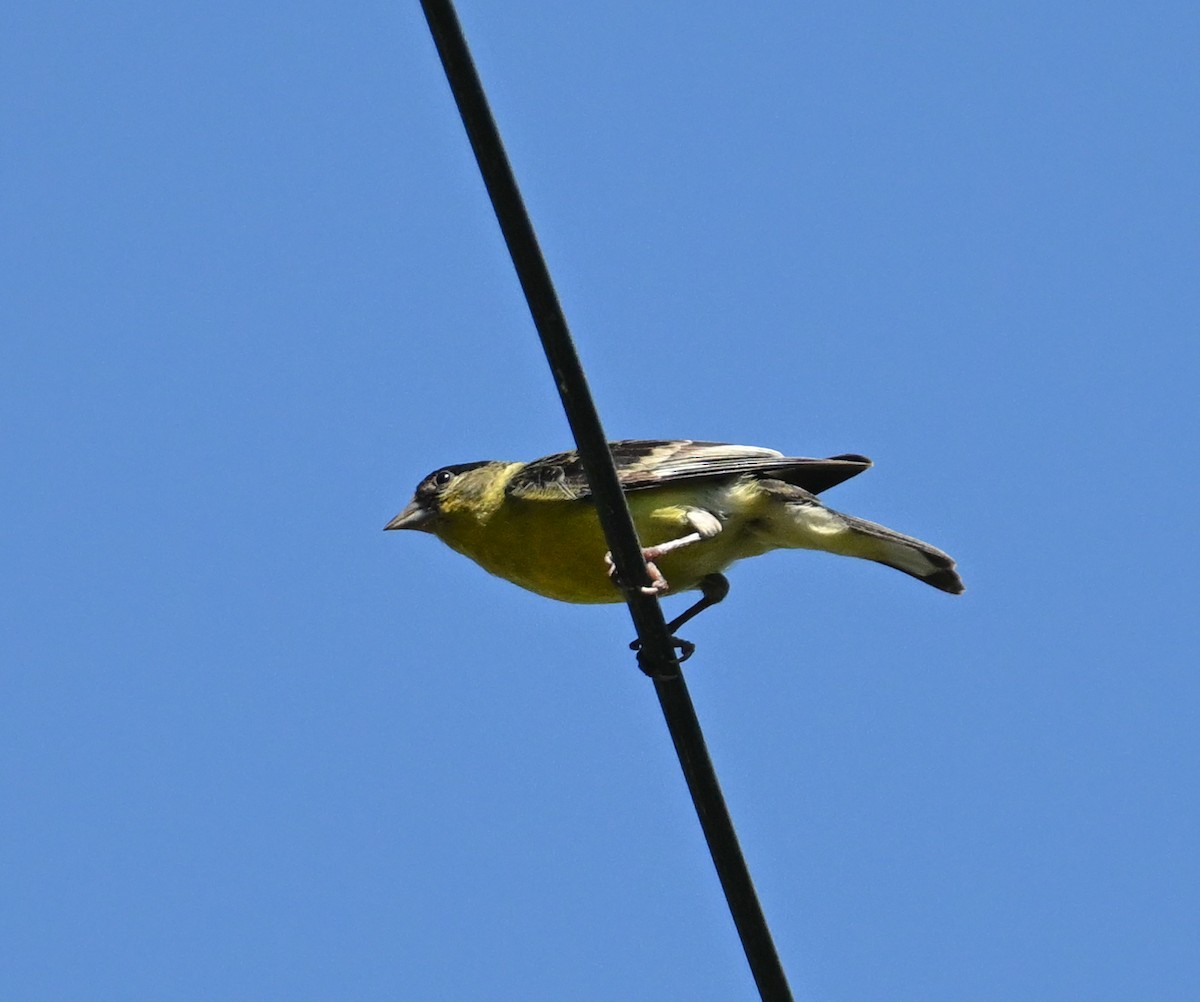 Lesser Goldfinch - ML646443739