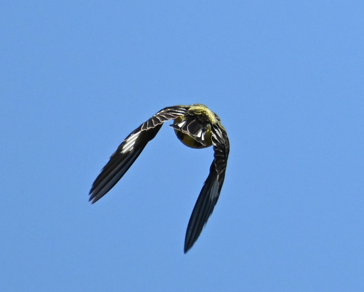 Lesser Goldfinch - ML646443740