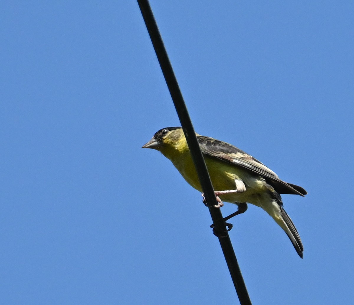 Lesser Goldfinch - ML646443742