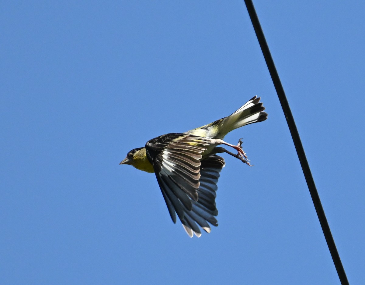Lesser Goldfinch - ML646443743