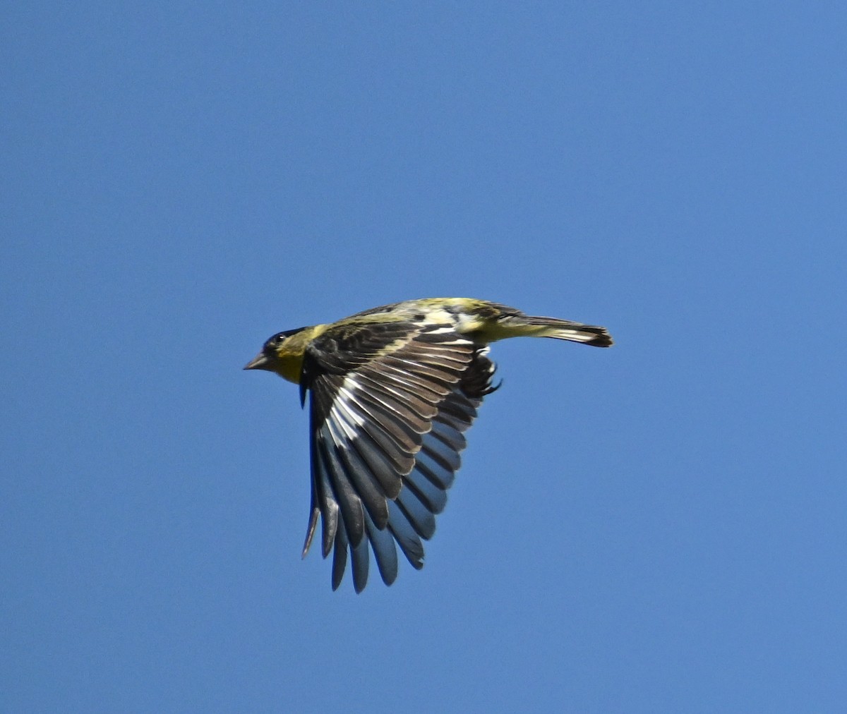 Lesser Goldfinch - ML646443744