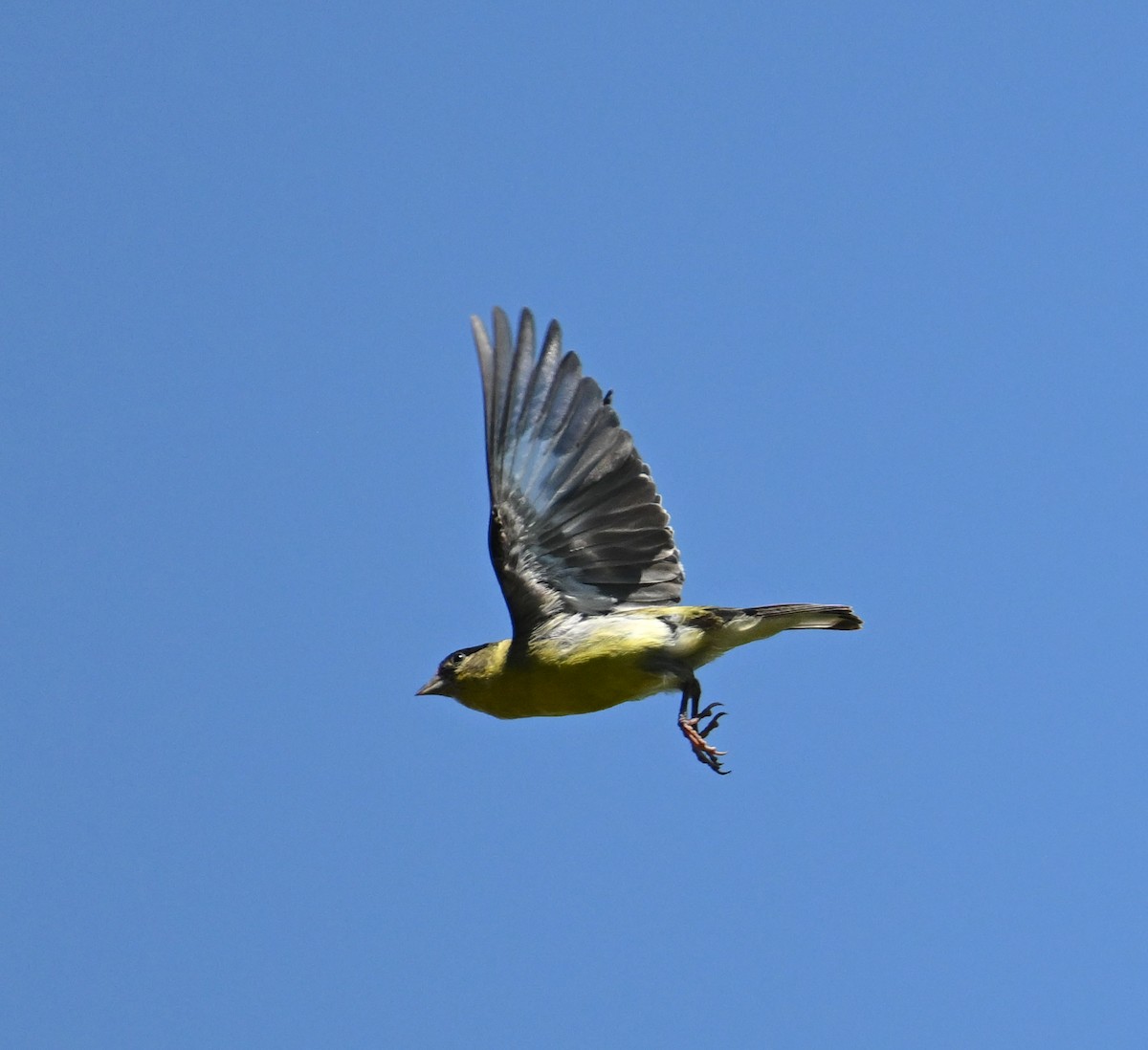Lesser Goldfinch - ML646443745