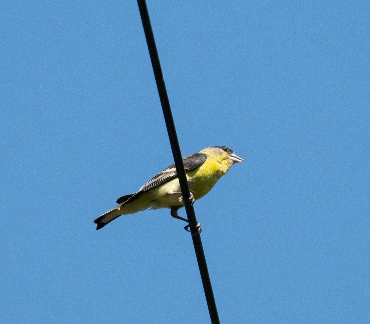 Lesser Goldfinch - ML646443746