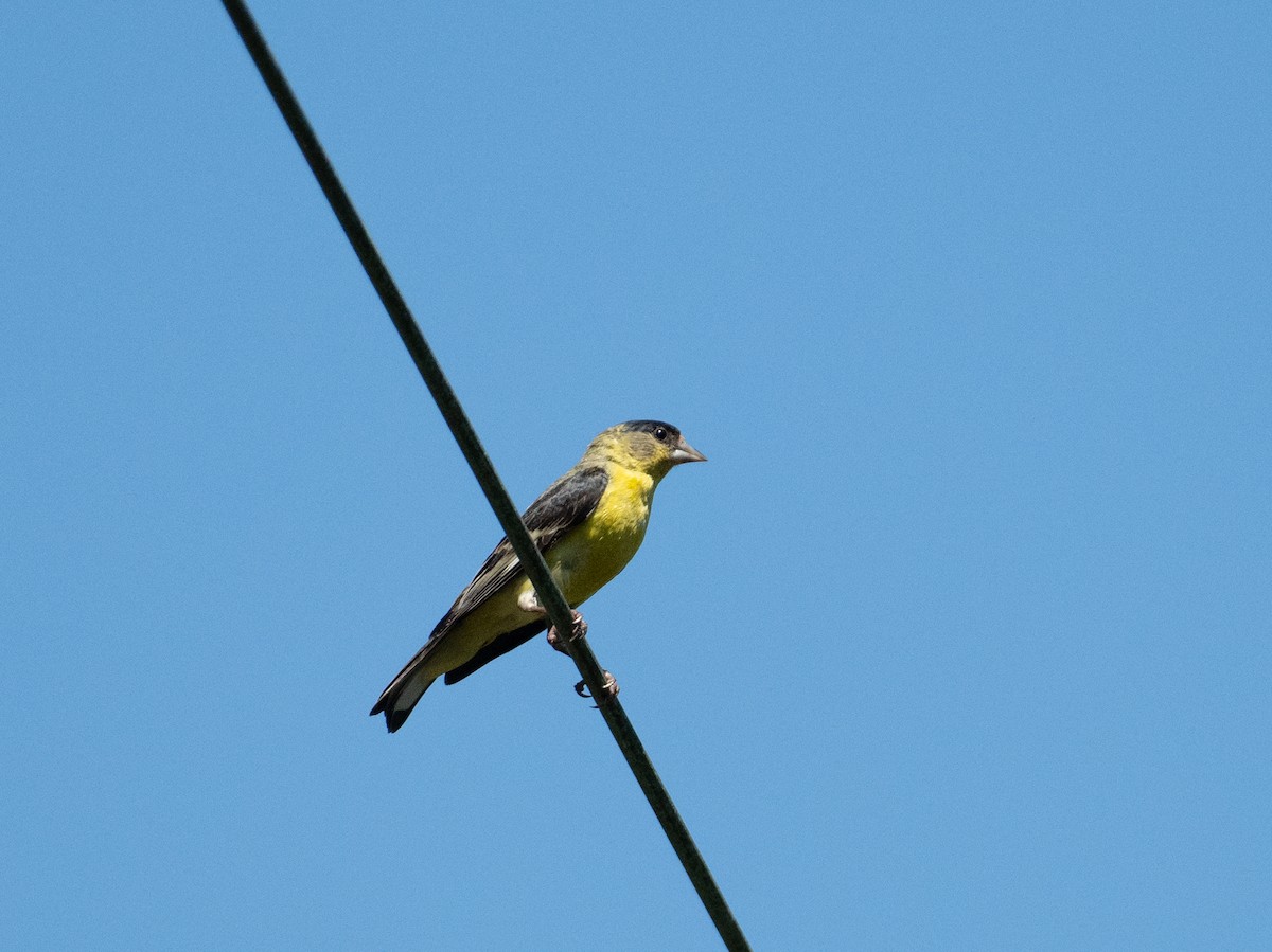 Lesser Goldfinch - ML646443747
