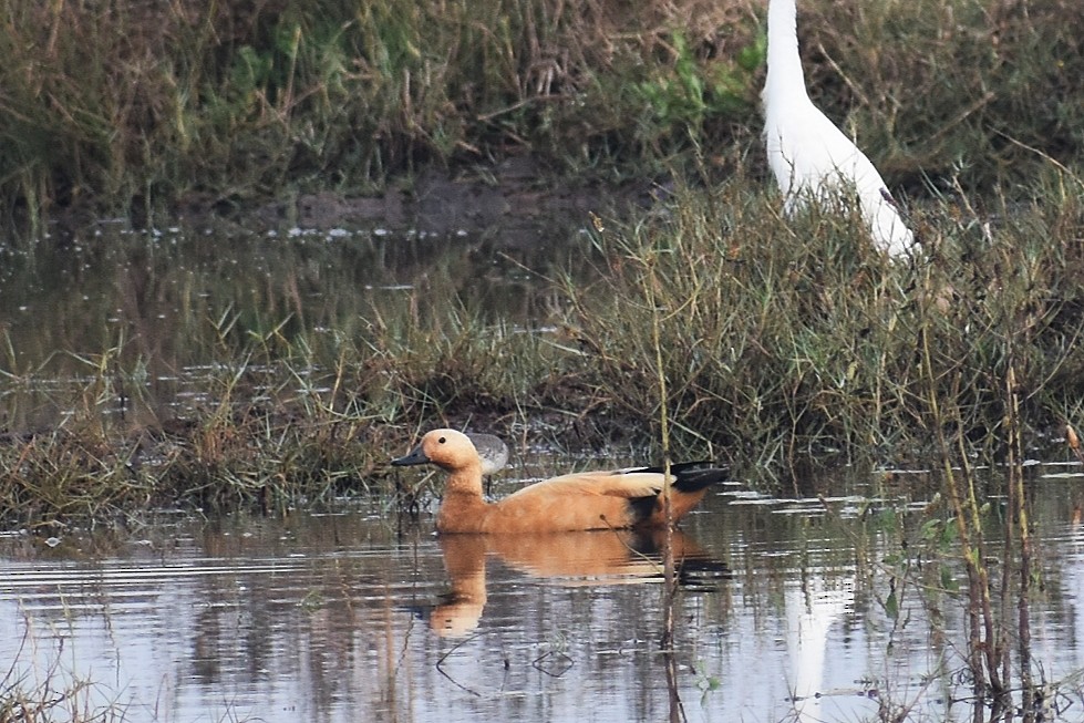 Ruddy Shelduck - ML646443750