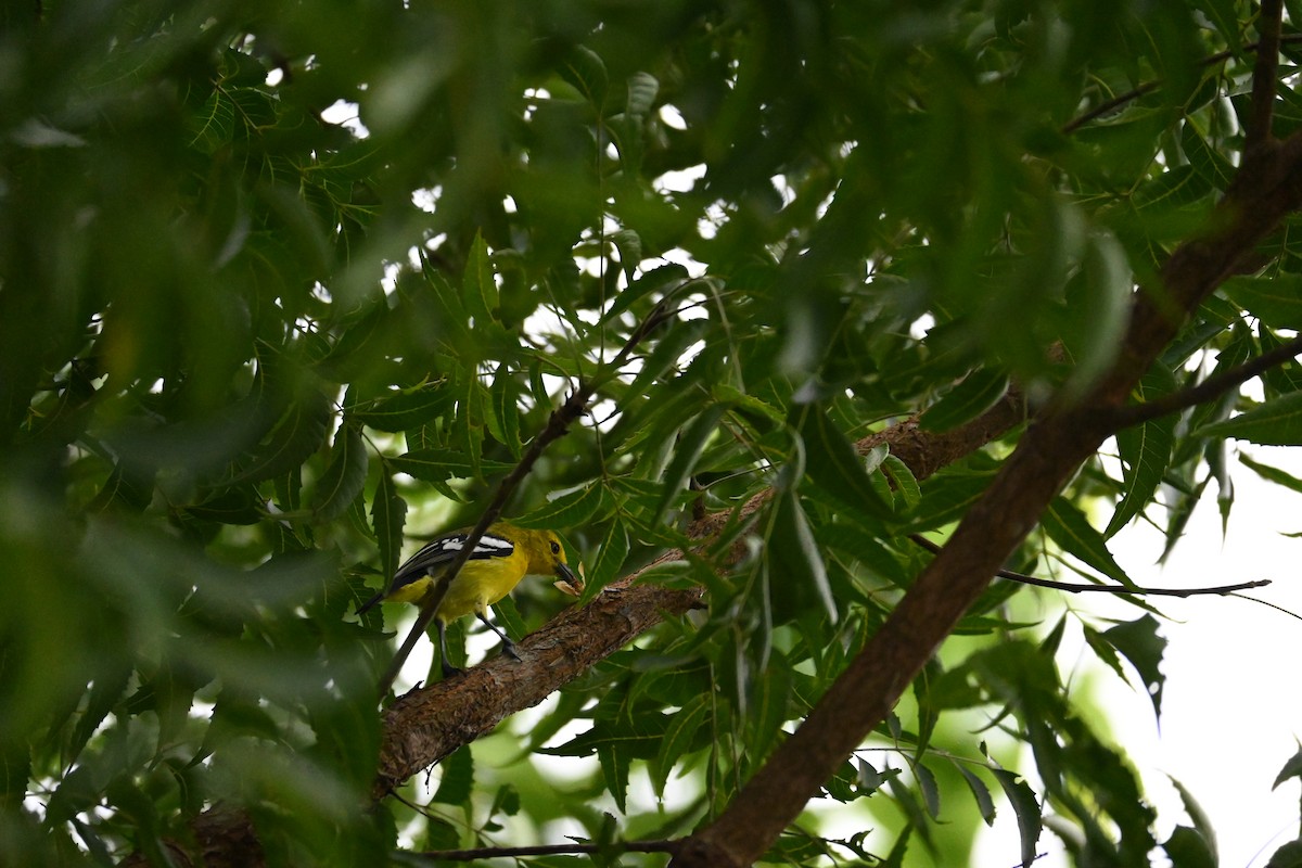 Common Iora - ML646443751