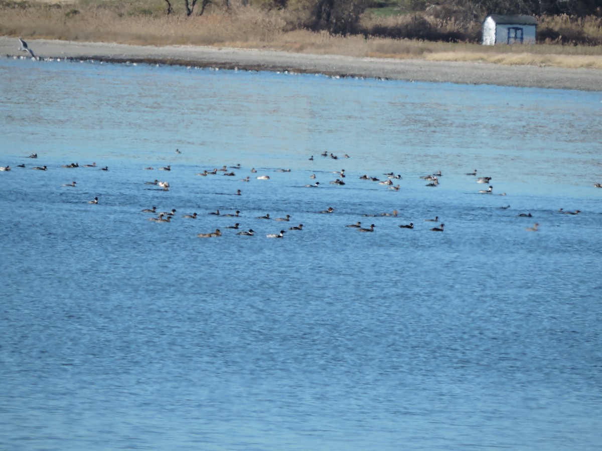 morčák prostřední - ML646443758