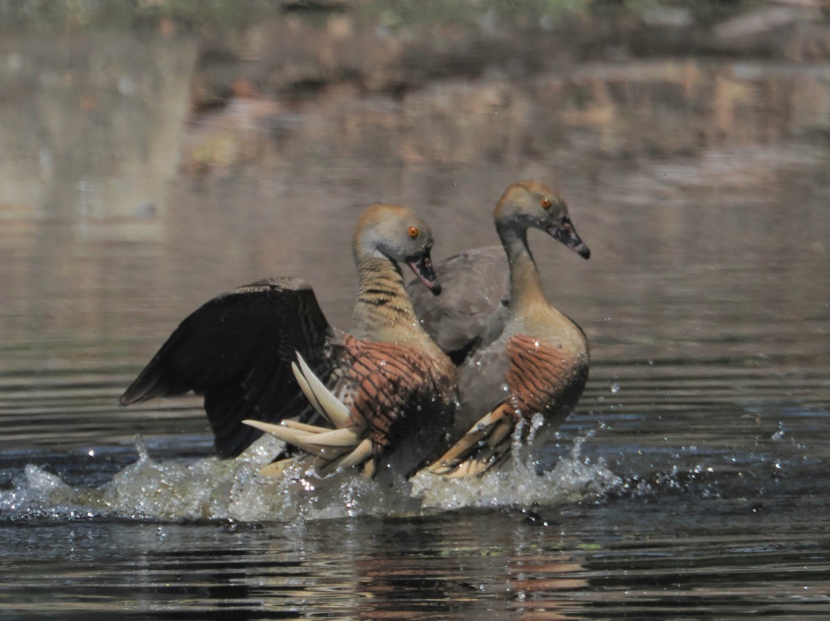 Plumed Whistling-Duck - ML646443760