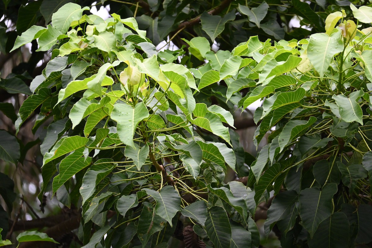 Ashy Tailorbird - ML646443762