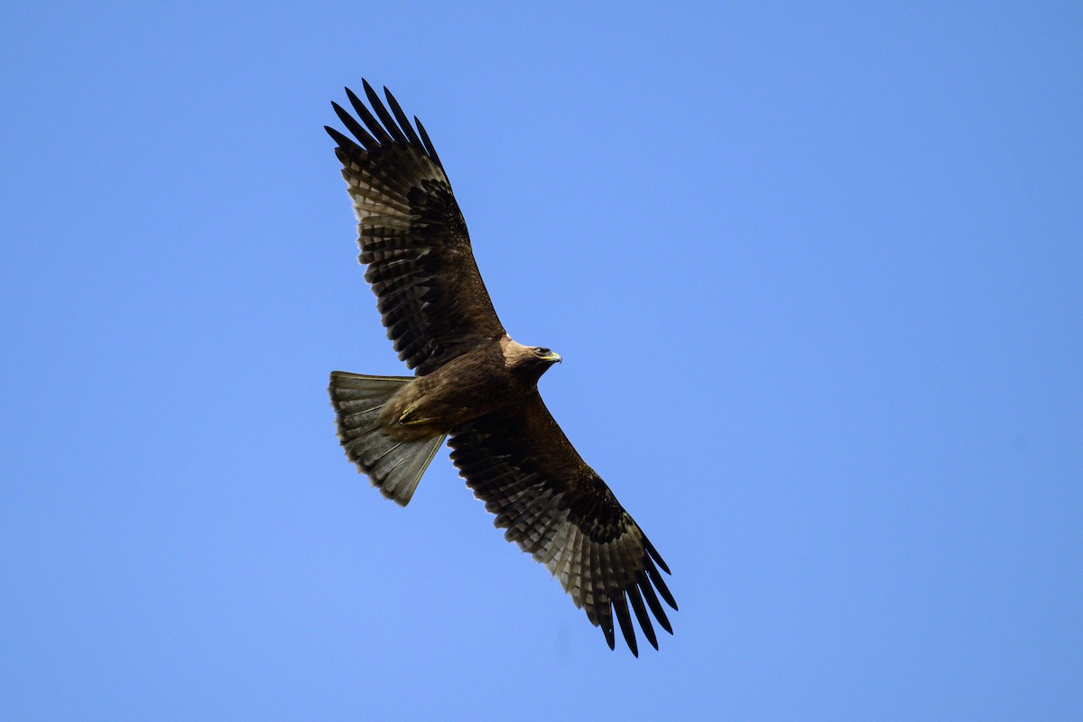 Booted Eagle - ML646443763
