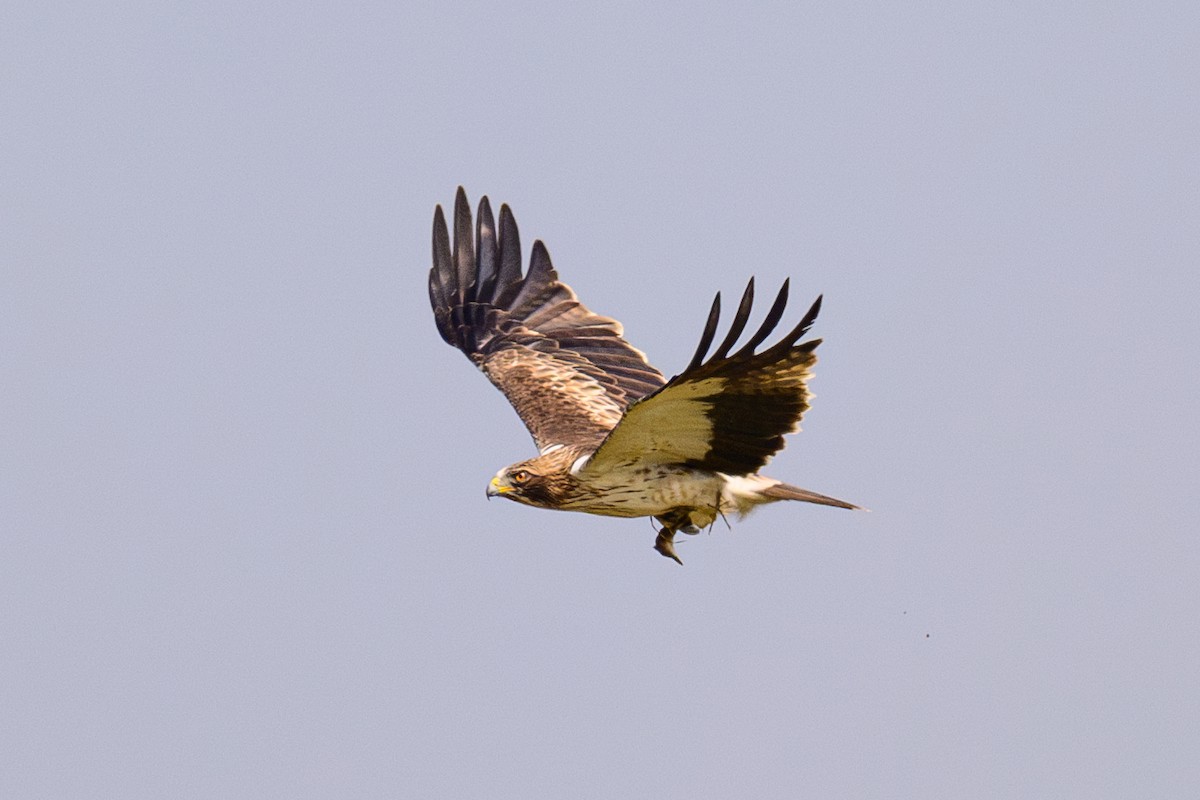 Booted Eagle - ML646443767