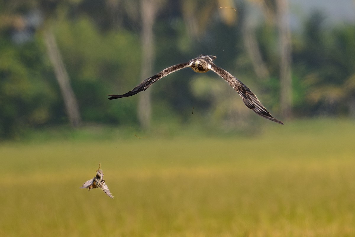 Booted Eagle - ML646443773