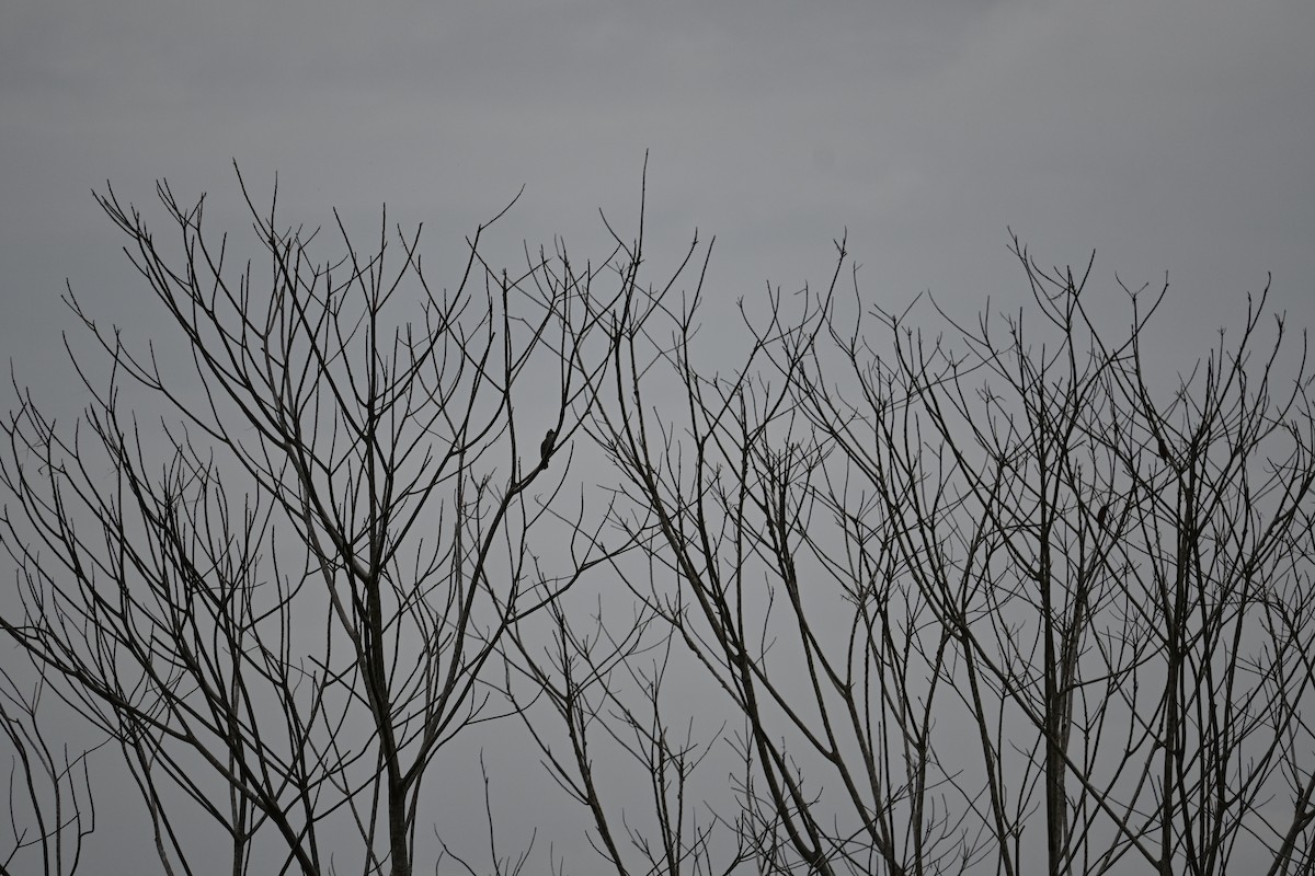 Белобровый бюльбюль - ML646443775