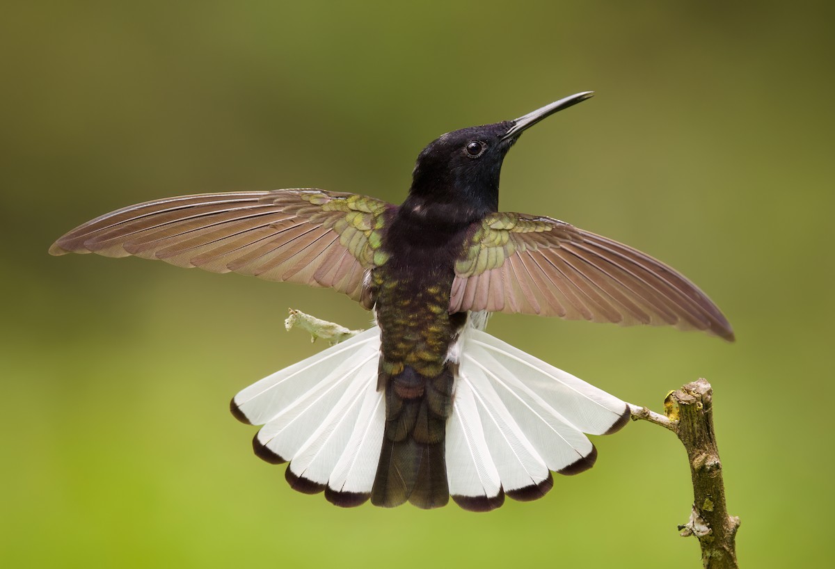 Black Jacobin - ML646443786