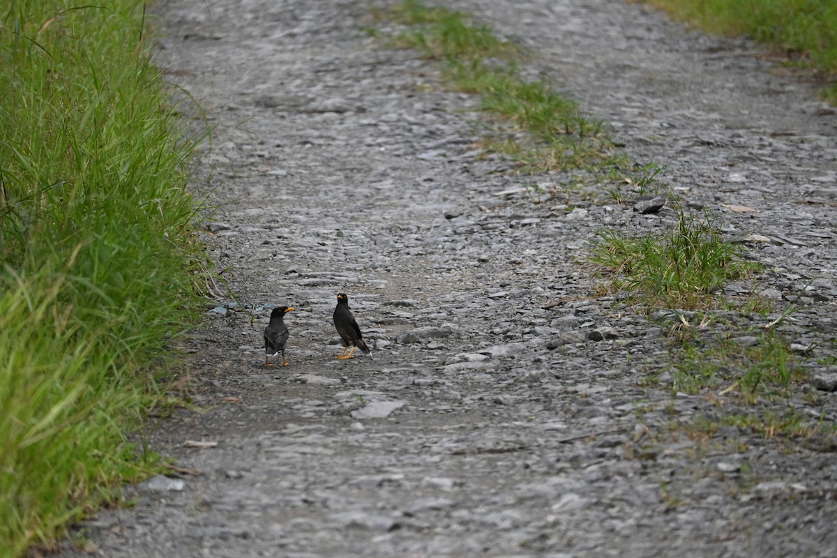 Javan Myna - ML646443787