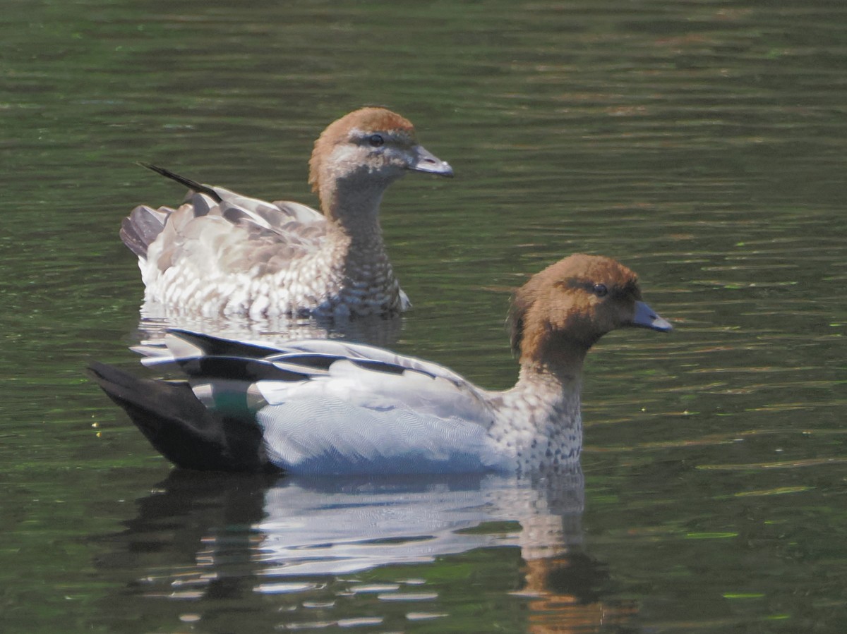 Maned Duck - ML646443788