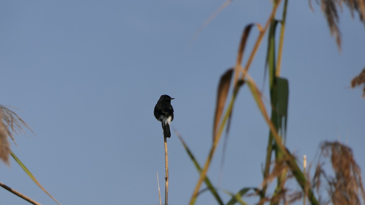 bramborníček černobílý - ML646443791