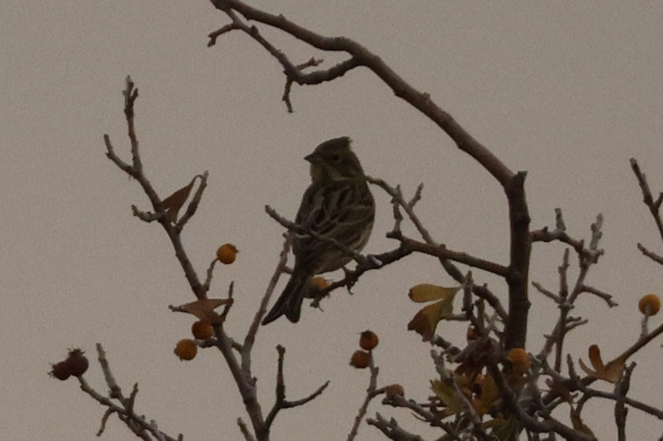 Yellowhammer - ML646443792