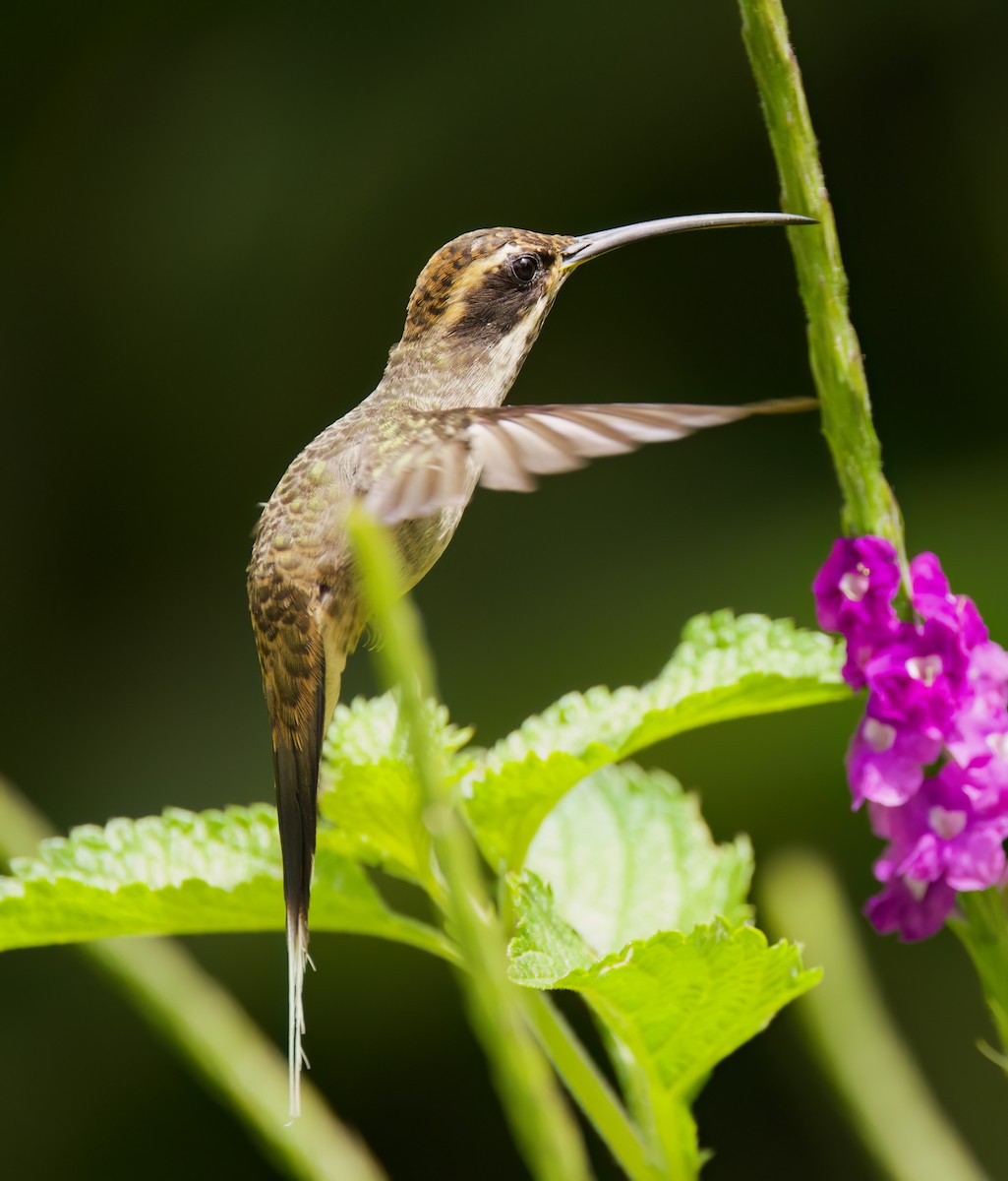 Scale-throated Hermit - ML646443795