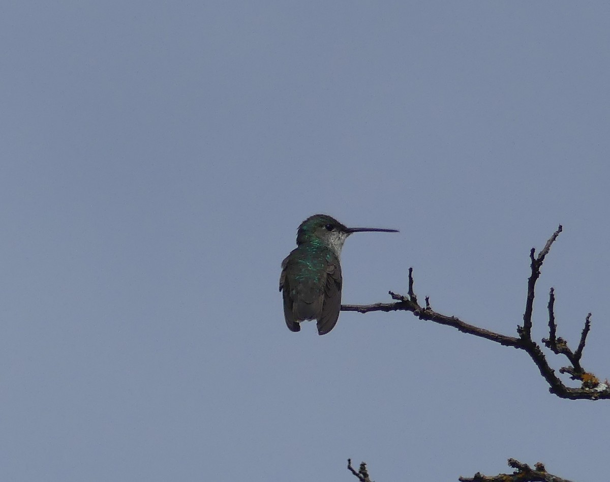 kolibřík bělobřichý - ML646443796