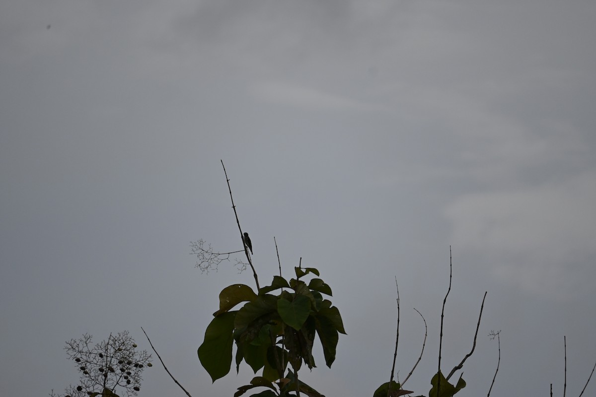 Gray-streaked Flycatcher - ML646443797