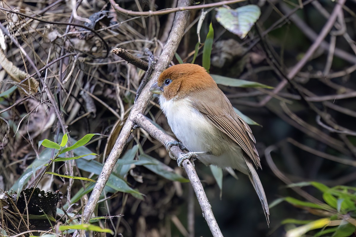 White-breasted Parrotbill - ML646443798