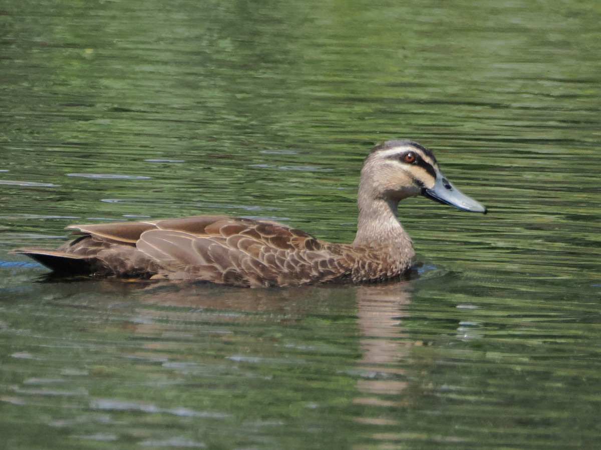 Pacific Black Duck - ML646443799