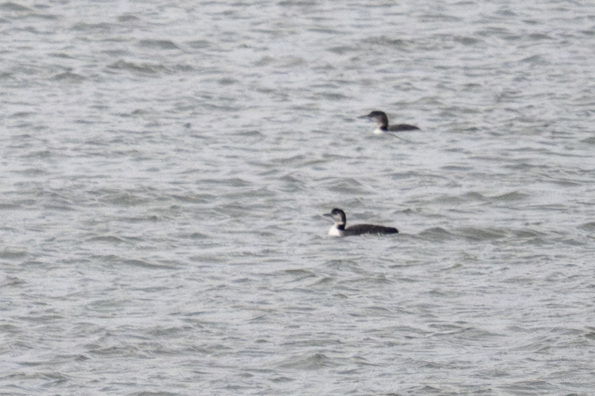 ハシグロアビ - ML646443800