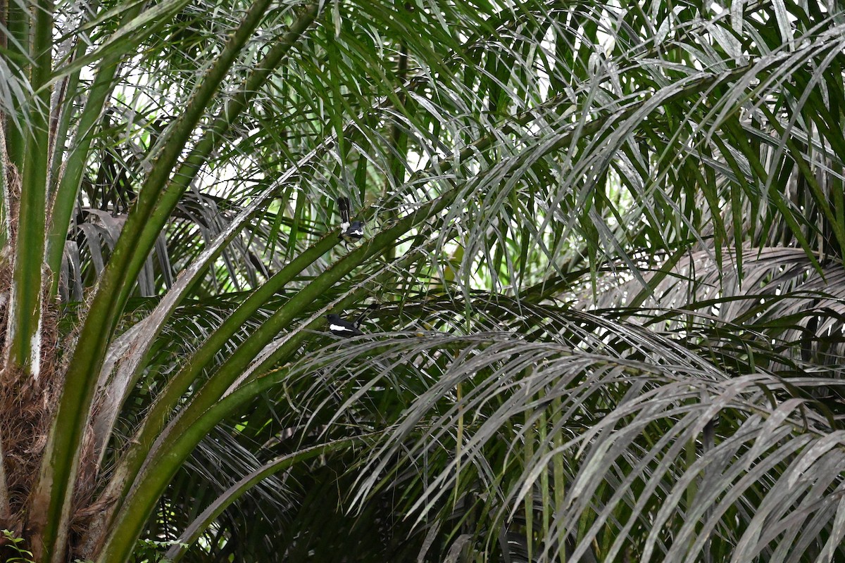 Oriental Magpie-Robin - ML646443801