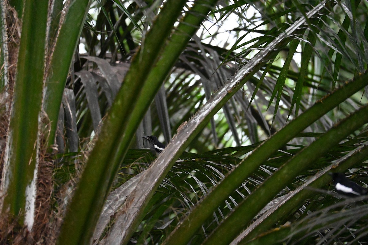 Oriental Magpie-Robin - ML646443802