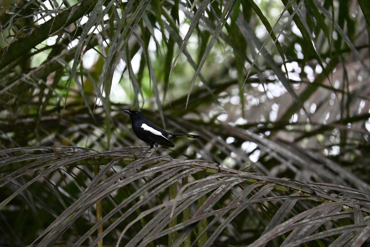 Oriental Magpie-Robin - ML646443803