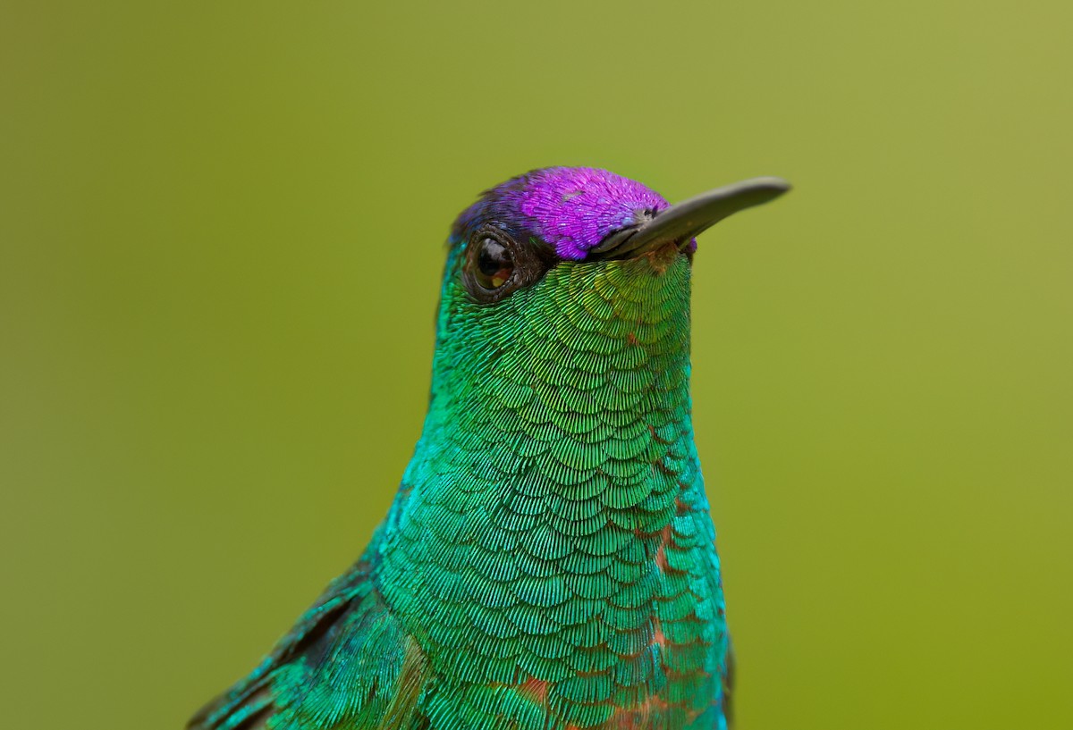 Violet-capped Woodnymph - ML646443804