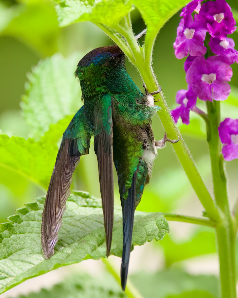 Violet-capped Woodnymph - ML646443805