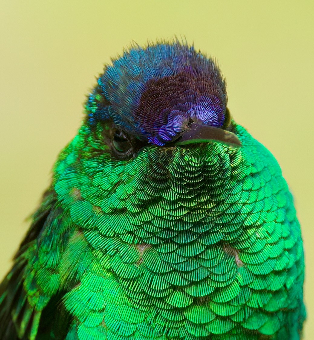 Violet-capped Woodnymph - ML646443806