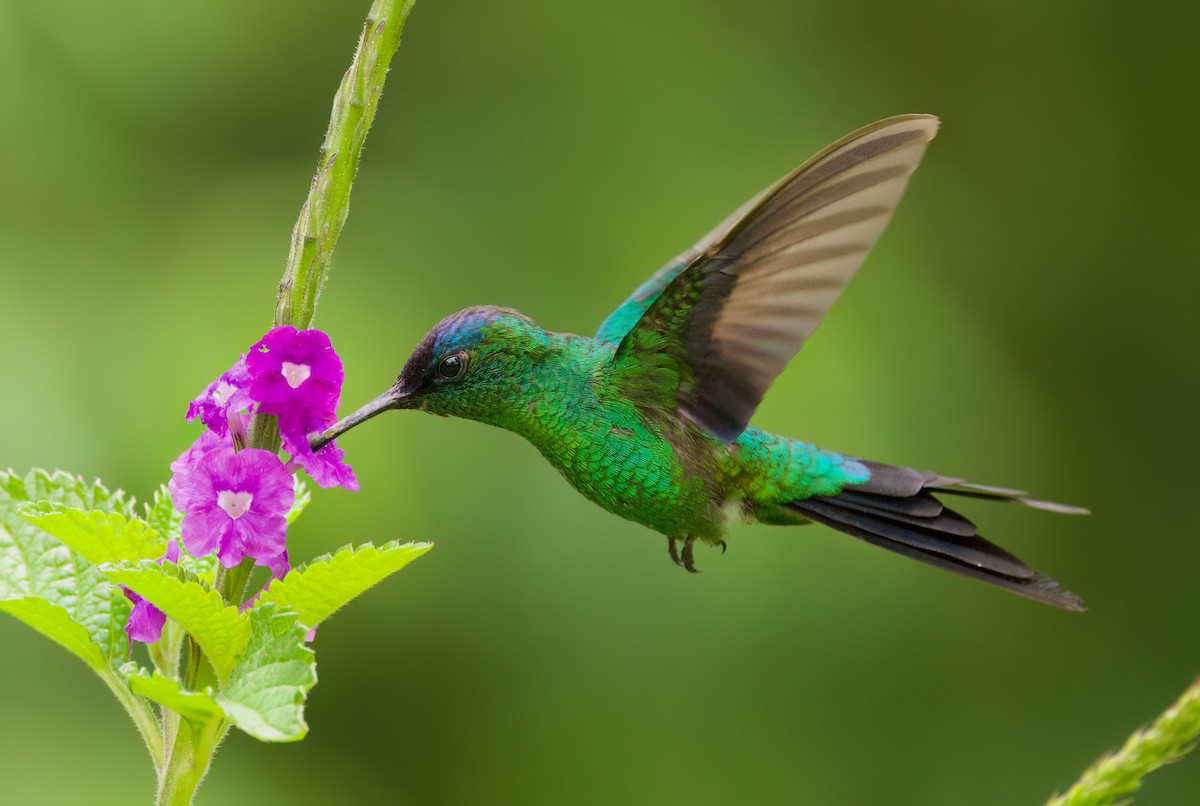 Violet-capped Woodnymph - ML646443807