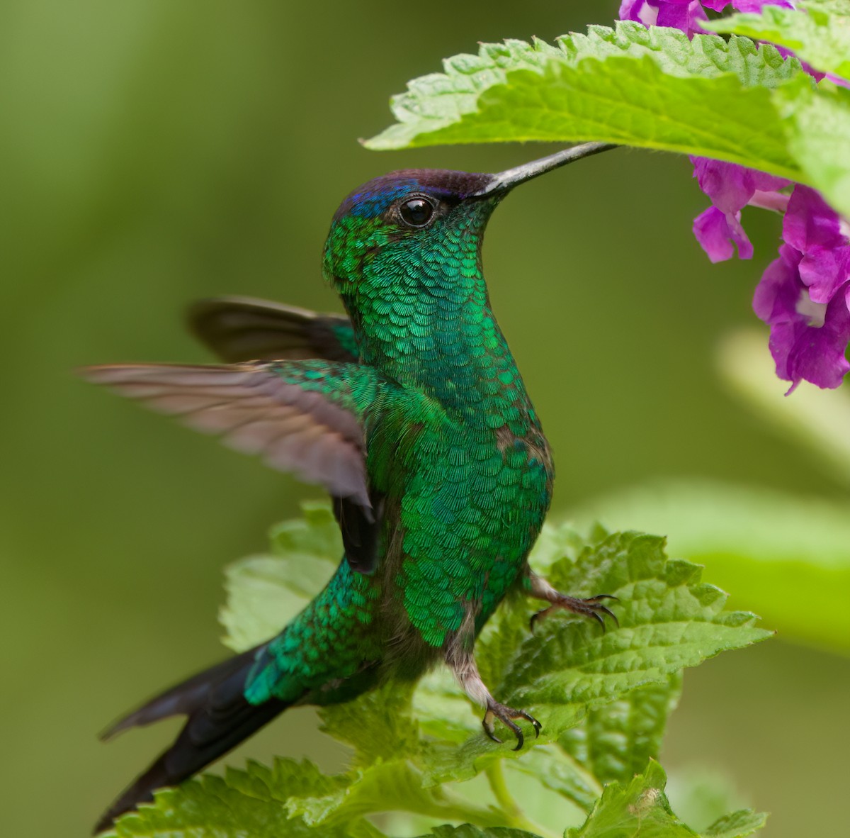 Violet-capped Woodnymph - ML646443808