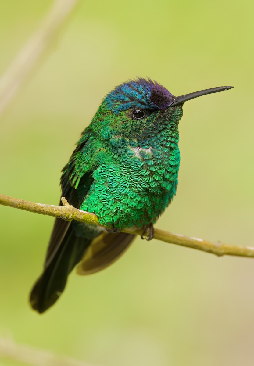 Violet-capped Woodnymph - ML646443809