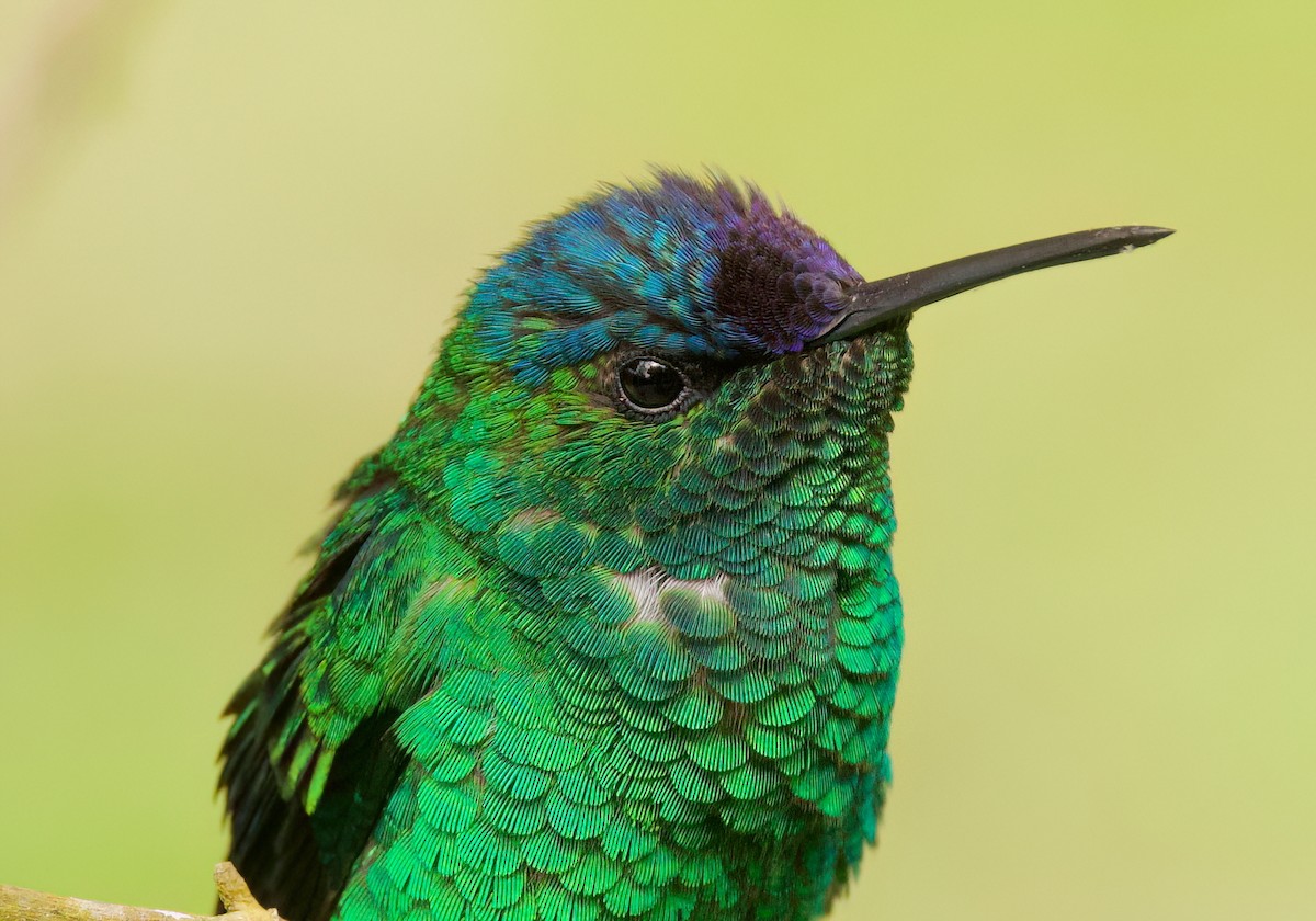 Violet-capped Woodnymph - ML646443810